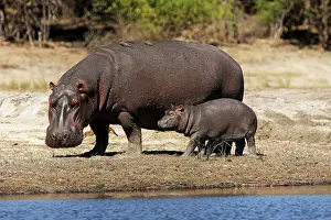 Hippopotamus: Hippo mother with young one