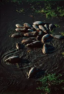 Territories: Hippo pod aerial - Hippo family groups, or pods