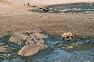 Hyaena: Hippopatamus - lying in drying pan during dry season