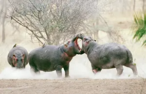 Hippopatamus: Hippopatamus - two males, play fighting