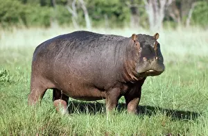 Hippopotamus
