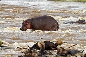 Gnus: Hippopotamus