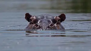 Murchison: Hippopotamus