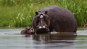 Murchison: Hippopotamus