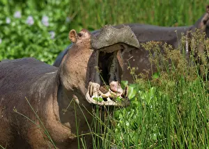 Murchison: Hippopotamus