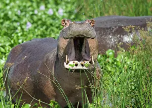 Murchison: Hippopotamus