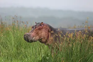 Raining: Hippopotamus