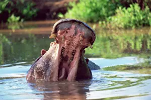 Tsavo: Hippopotamus