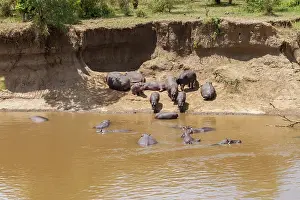 Hippopotamidae: Hippopotamus
