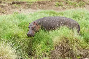 Hippopotamidae: Hippopotamus