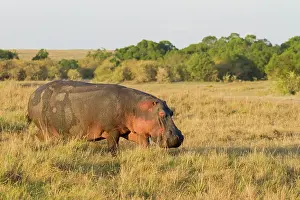Hippopotamidae: Hippopotamus