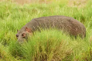 Hippopotamidae: Hippopotamus