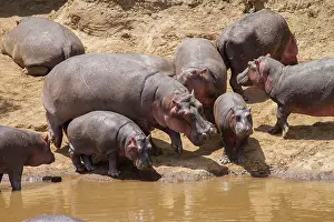 Hippopotamidae: Hippopotamus