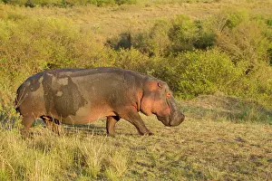 Hippopotamidae: Hippopotamus