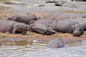 Hippopotamidae: Hippopotamus