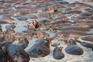 Crowded: Hippopotamus