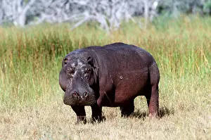 Clem Haagner: HIPPOPOTAMUS