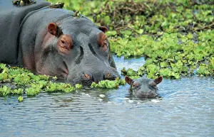 Wallowing: HIPPOPOTAMUS - adult and juvenile heads in weeds with young