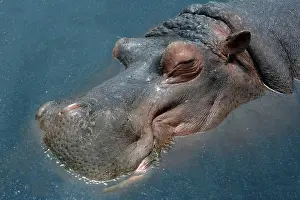 Senses: Hippopotamus asleep; Africa