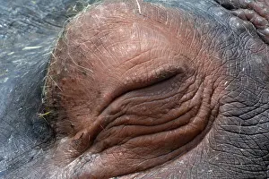 Senses: Hippopotamus asleep; African animals