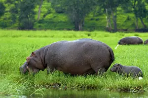 Kasane: Hippopotamus and baby (Hippopotamus amphibius)