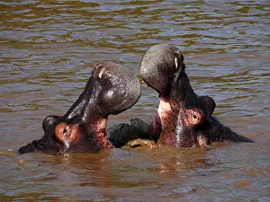 141217: Hippopotamus bathing in the river in the Masai