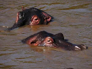141217: Hippopotamus bathing in the river in the Masai