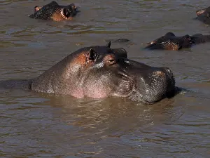 141217: Hippopotamus bathing in the river in the Masai
