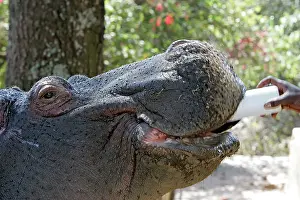 Reared: Hippopotamus - being bottle fed