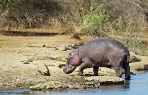 Sandbanks: Hippopotamus - bull coming out of the water and