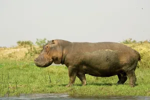 Zambezi: Hippopotamus - Bull on an island in the Zambezi
