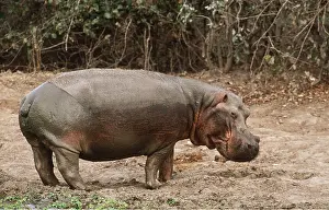 Hippopotamus: HIPPOPOTAMUS - Bull standing at a waterhole