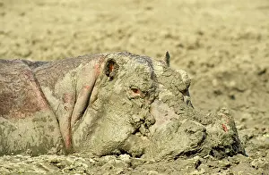 Appearance: Hippopotamus - bull in a former waterhole which