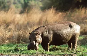 Hippopotamus: HIPPOPOTAMUS - Bull at waterhole