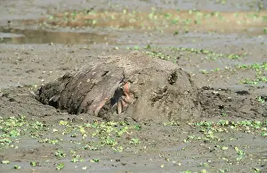 Hippopotamus: HIPPOPOTAMUS - Bull in waterhole at peak of dry season