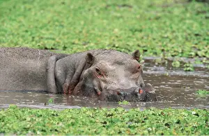 Hippopotamus: HIPPOPOTAMUS - Bull in waterhole at peak of dry season