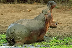 Stratiotes: Hippopotamus - bull yawning at waterhole covered