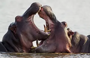 Educational: Hippopotamus - Two bulls at an 'educational' play fight