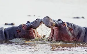 Educational: Hippopotamus - Two bulls at an 'educational' play fight