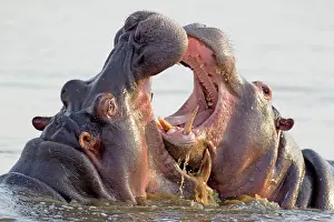 Educational: Hippopotamus - Two bulls at an 'educational' play fight
