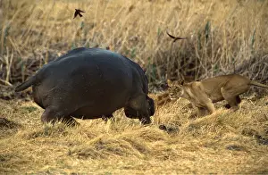 Lionesses: HIPPOPOTAMUS - charging lioness