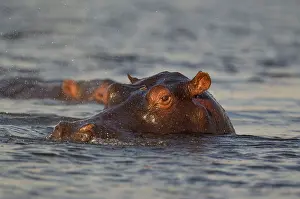 Hippopotamus: Hippopotamus - close-up - in the Chobe River