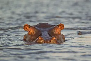 Hippopotamus: Hippopotamus - close-up - in the Chobe River