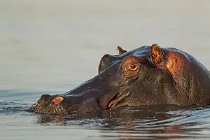 Hippopotamus: Hippopotamus - close-up - in the Chobe River
