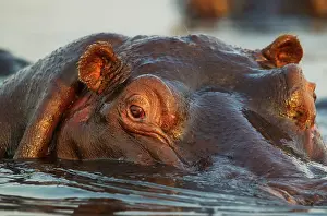 Hippopotamus: Hippopotamus - close-up - in the Chobe River