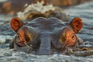 Splashing: Hippopotamus - close-up - in the Chobe River