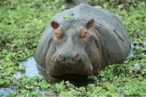 Hippos: HIPPOPOTAMUS- close-up of head and back in aquatic weeds