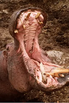 Hippos: HIPPOPOTAMUS - close-up of mouth