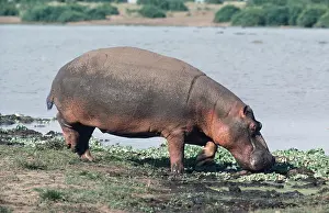 Gillean White: HIPPOPOTAMUS - feeding on riverbank