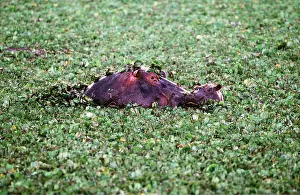 Hippos: HIPPOPOTAMUS - Female with young in water covered